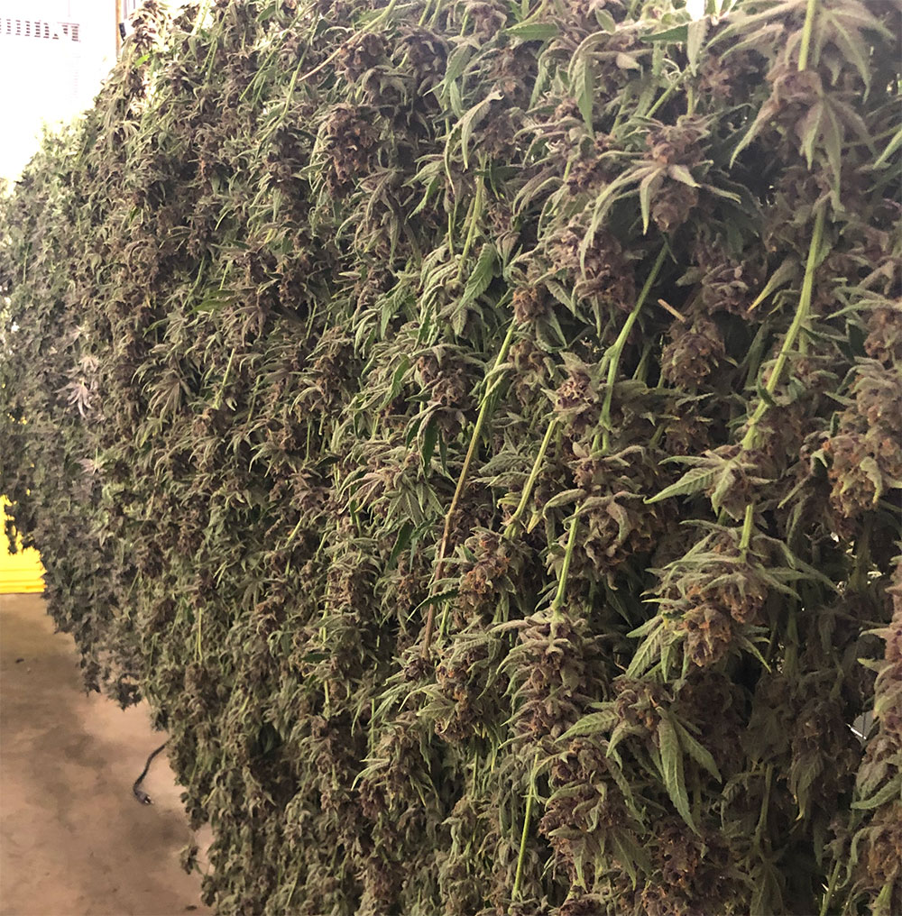 Hang Dry Cannabis