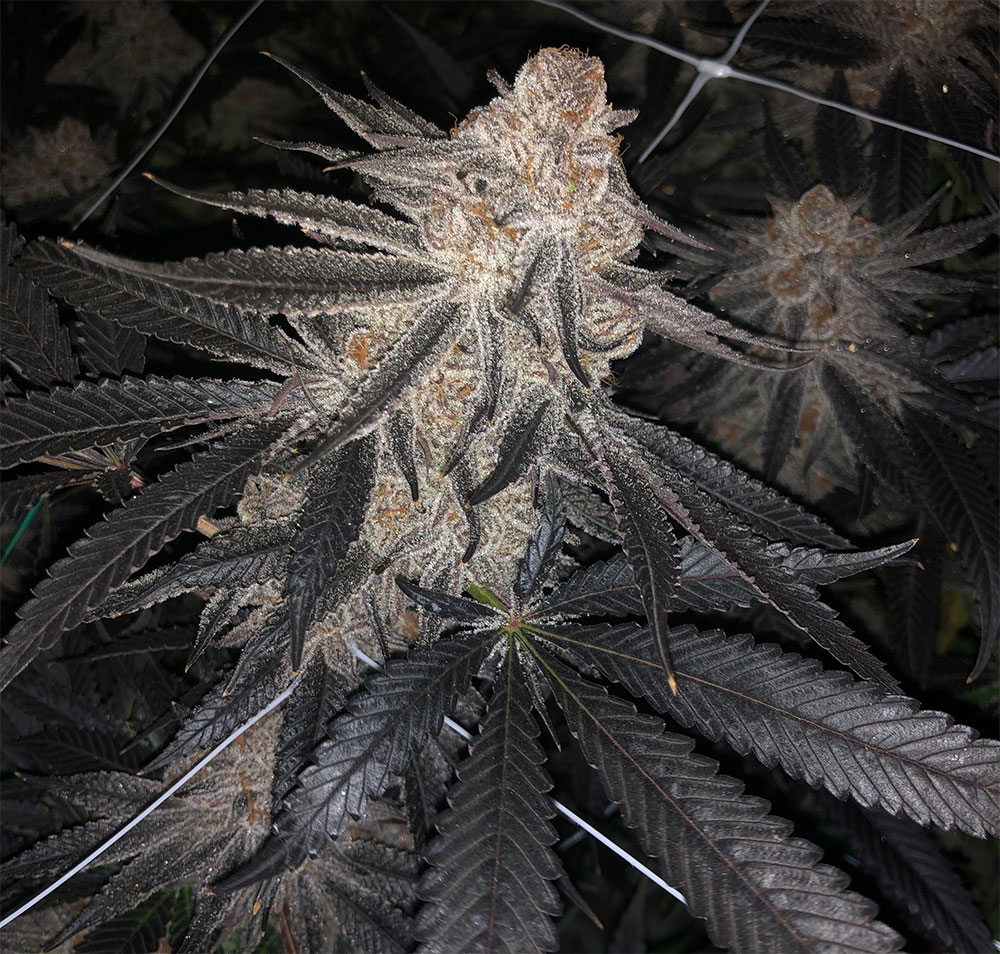 High Potency Cannabis