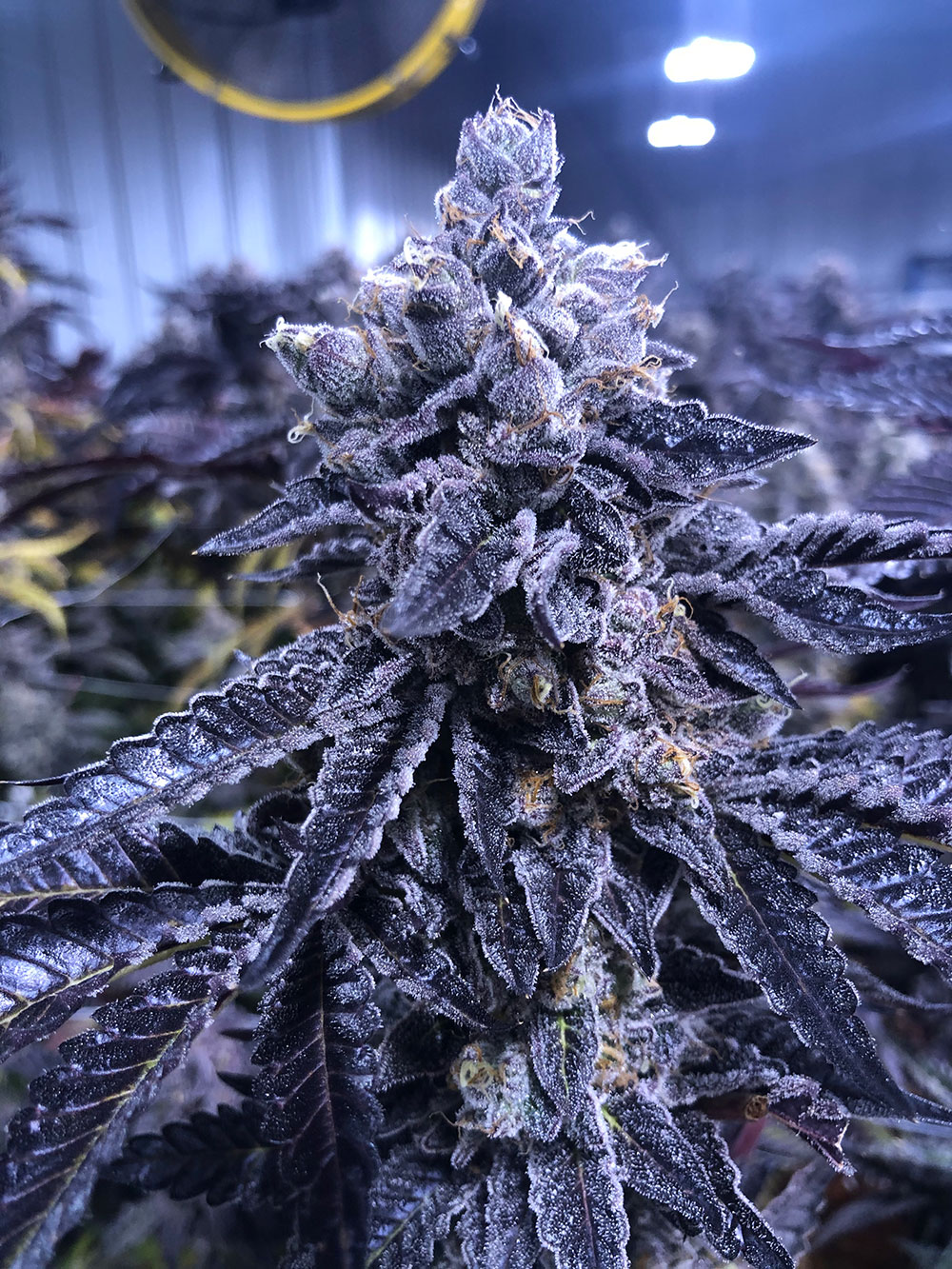 Indoor Cannabis Flower