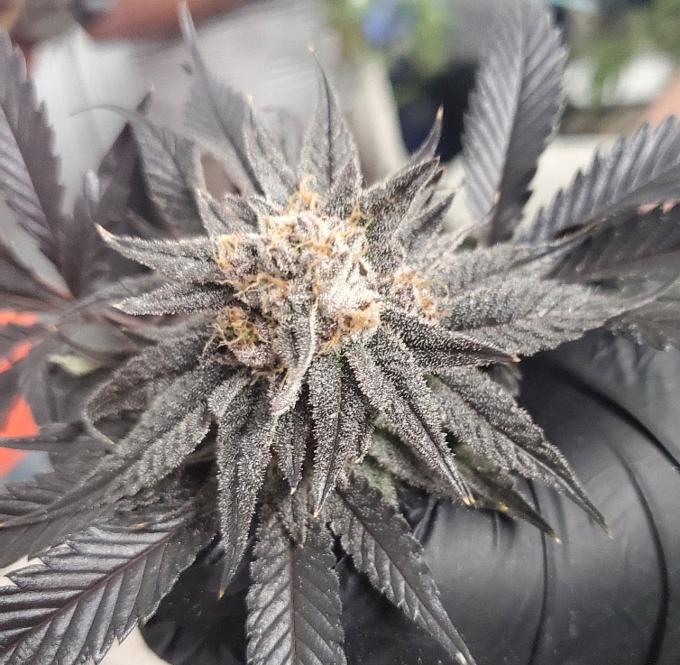 Purple Cannabis Flower